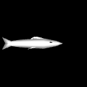Sardine